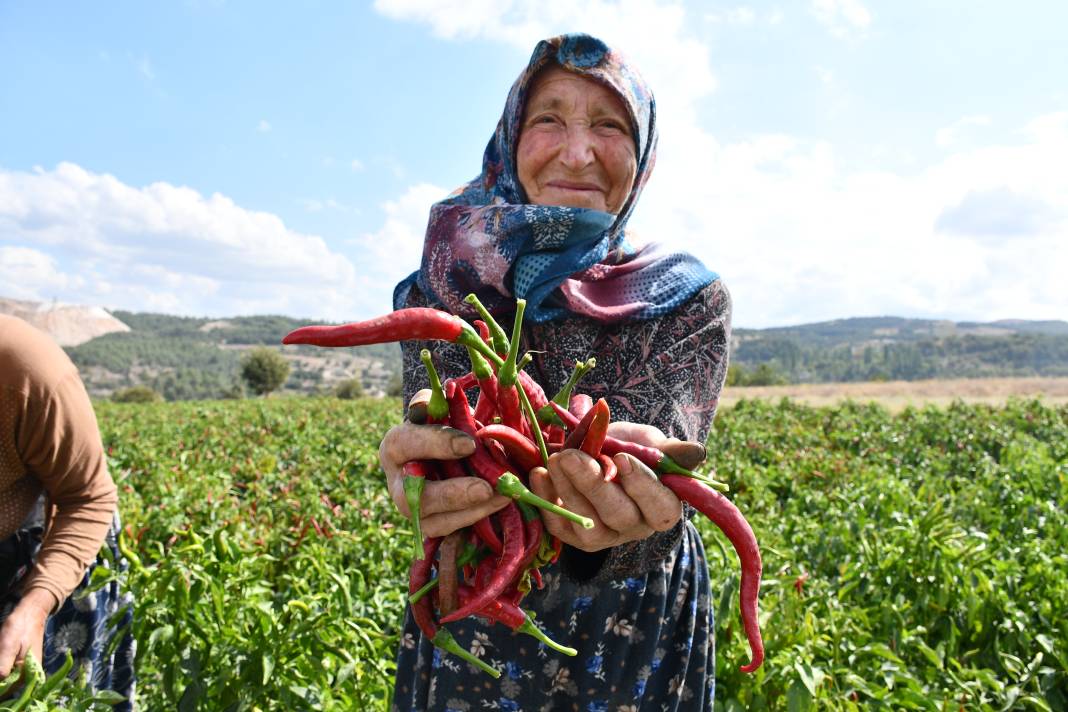 Osmanlı'dan günümüze balkondan da sofraya! Tescilli acı biberin hikayesi 2